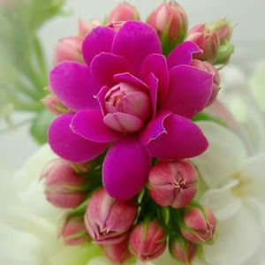 Meet your Posher, Haider